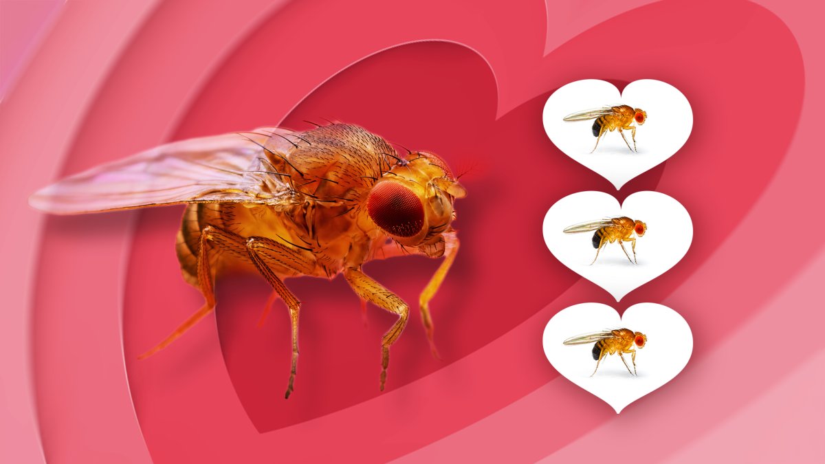 Illustration of a fruit fly surrounded by radiating hearts and three small hearts that contain other fruit flies