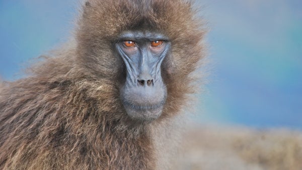 A female gelada primate stares 