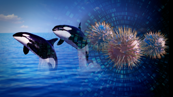 Collage of a photo of whales jumping out of the ocean and an enlarged illustration of anelloviruses.