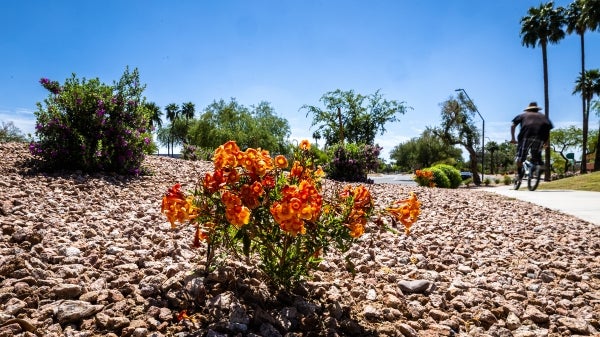 Person biking along desert landscape path