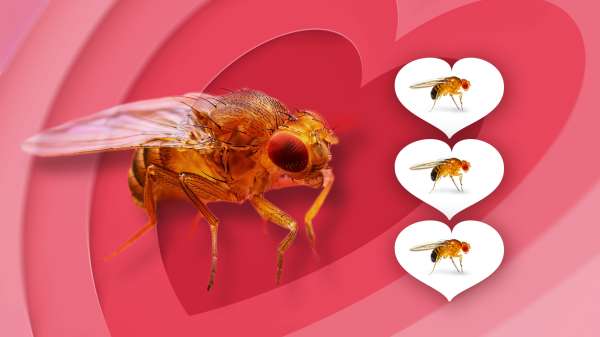 Illustration of a fruit fly surrounded by radiating hearts and three small hearts that contain other fruit flies